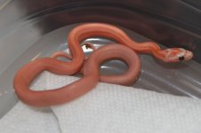 hypolavstripe2.jpg