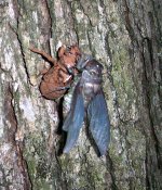 cicada6.jpg