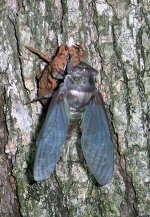 cicada4.jpg