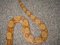 snakes 004.jpg