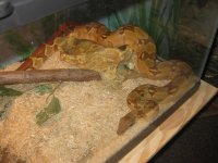 snakes 007.jpg