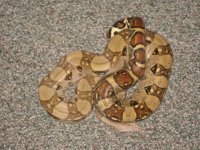 snakes 008.jpg