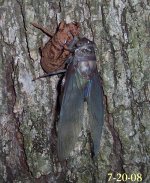 cicada3.jpg