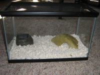 rept tank.jpg