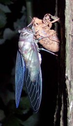 cicada9.jpg