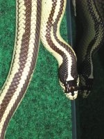 striped.jpg