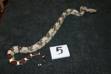 bcc sale pics 015.jpg