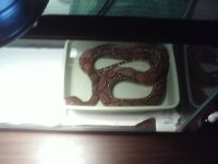 retic 001.jpg