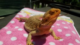 061210-Lizards 073.jpg