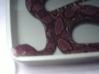 retic 002.jpg