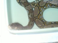 retic 003.jpg