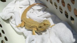 061210-Lizards 098.jpg