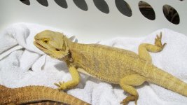 061210-Lizards 080.jpg