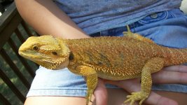 061210-Lizards 082.jpg