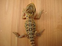 DSC01642.jpg