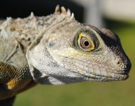 DSC_0079.jpg