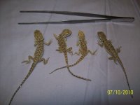 100_2432.jpg