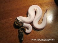 Piebald1.jpg
