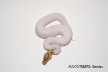 Piebald.jpg