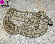 DSC_7643.jpg