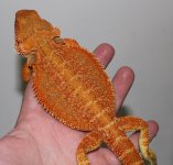 IMG_4455.jpg