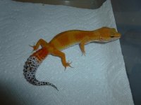 Tangering Female 004.jpg
