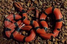 pulchra2.jpg