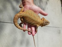 dragon sale 7-8-14 009 (Small).jpg