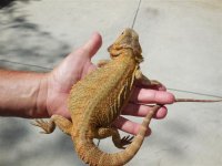 dragon sale 7-8-14 010 (Small).jpg