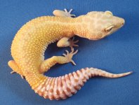SP500f.jpg SP500f.jpg