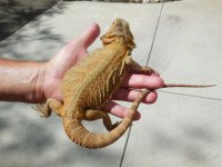 dragon sale 7-8-14 011 (Small).jpg