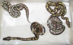 Fire yellowbelly x mojave 2014 clutch minus one late hatcher.jpg