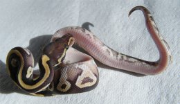 fire mojave male 2.jpg