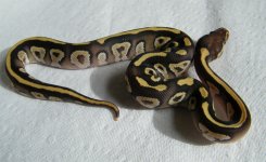 fire mojave male.jpg