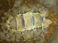 Tremper female.jpg
