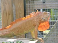 Hypo Iguana A Full (800x600).jpg