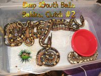 dsb clutch 2014 2.jpg