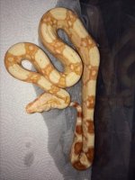 Albino male np1.jpg