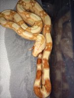 Albino male np2.jpg
