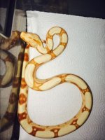 Junglow female np1.jpg