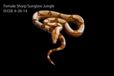 Junglow female np3.jpg