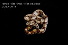 hypo jungle female.jpg