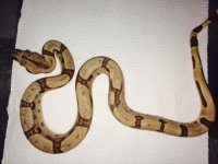 hypo jungle female np1.jpg