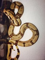 hypo jungle female np2.jpg