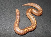 female1.JPG