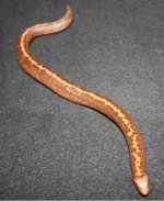 female3.JPG