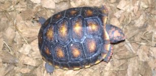 Cherryhead Tortoise.jpg
