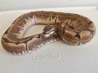 snakes for sale 002.jpg