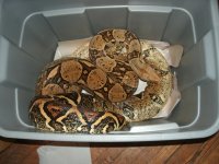 Juniper in the tub.jpg