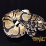 Pastel Enchi.jpg